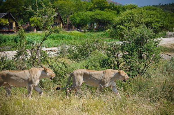 Tau Game Lodge Madikwe Game Reserve Exterior foto